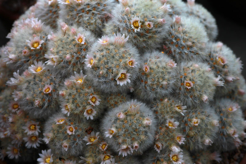 Mammillaria carmenae